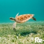 Giornata Mondiale degli Oceani!