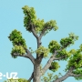 Giornata Mondiale degli Alberi